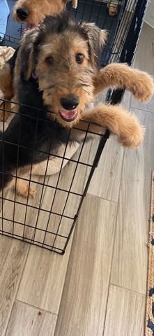 This princess is looking for her forever home