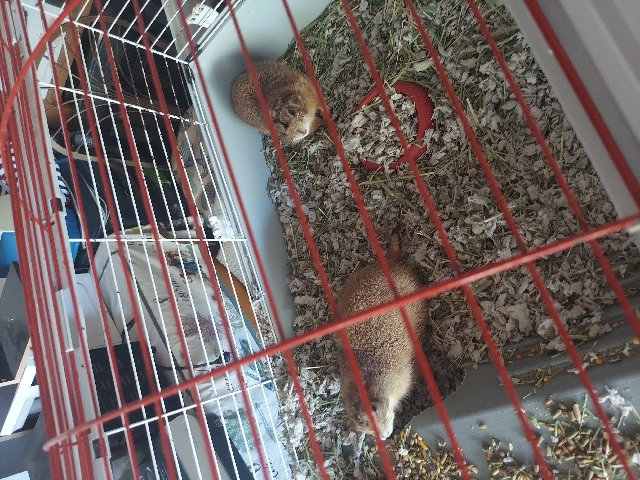 prairie dogs