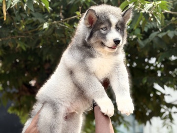 Siberian Husky - sell available for adoption in Mumbai