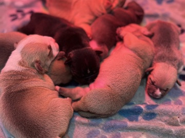 Bulldog – bubba exotic kennels