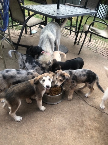 Siberian Husky – Huskies/ IrishWolfhound puppies for Sale