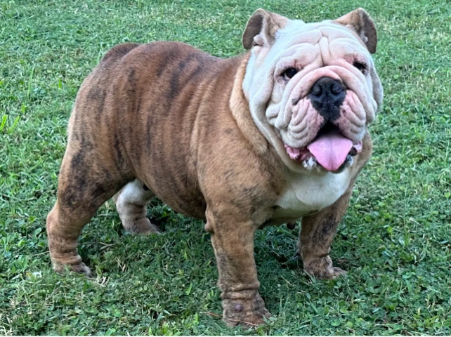 Olde English Bulldogge – English bulldog
