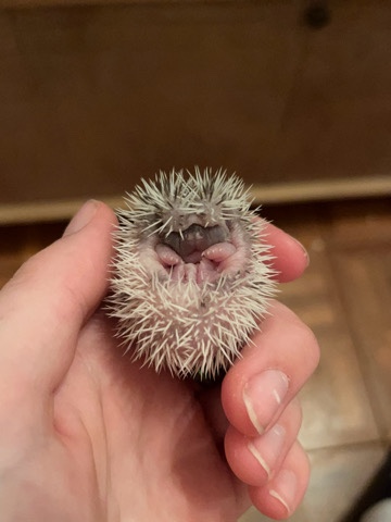 hedgehog – Baby Hedgehog