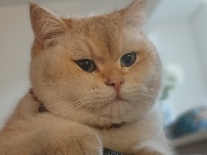British Shorthair – british shorthair white full breed cat – Los Angeles