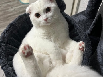 Scottish Fold – Liebe Katze sucht neues Zuhause – Gladbeck