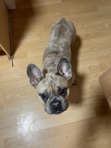 French Bulldog – female French bull dog for sale