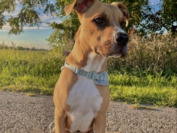 Mixed Breed – loving dog in need of a new home name-buddy – Warsaw
