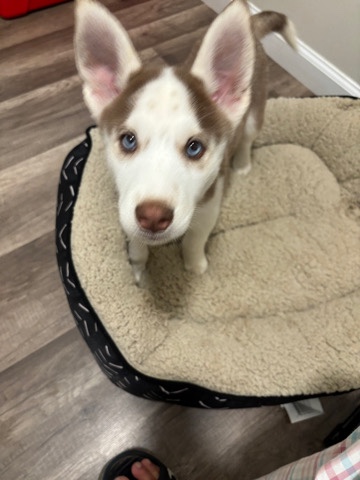 Siberian Husky – husky