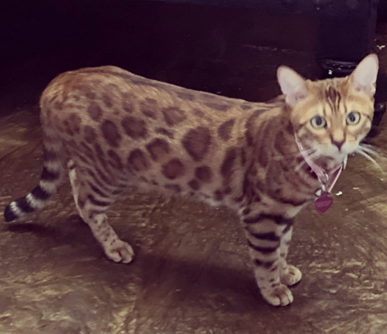 Bengal – female bengal