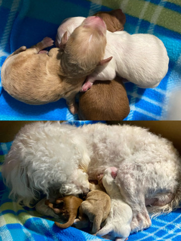 Poodle – Cavapoochon Male Puppies