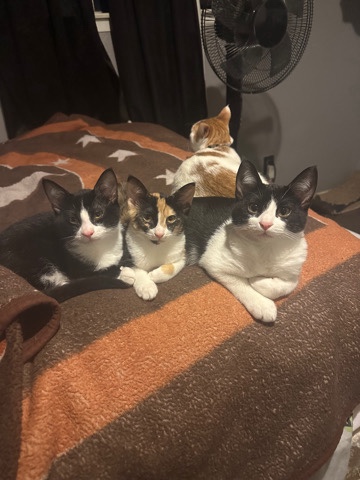 3 kittens (5months old)