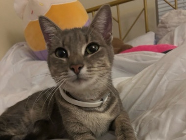 American Shorthair – Stormy – Philadelphia