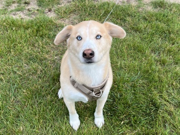 Labrador Husky – Friendly 5-Year-Old Labrador Husky in Blue Springs – Blue Springs