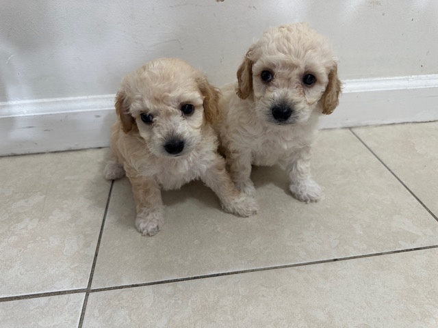 Maltese – Maltipoo for sale