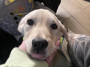 Labrador Retriever – sweetest little lab puppy – San Antonio
