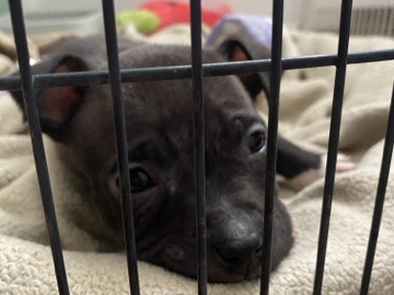 American Pit Bull Terrier – cutest puppy pitbull terrier – Allentown