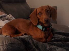 Dachshund – Miniature Dachsund – Birmingham