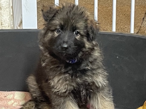 German Shepherd – German Shepherd puppies