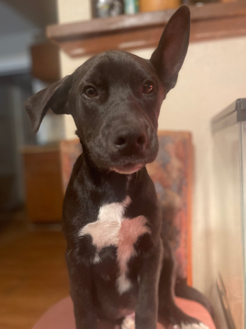 Siberian Husky – Bunson (Siberian Husky/American Pitbull)