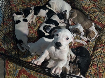 Bulldog – Cute Puppy’s – Ocoee