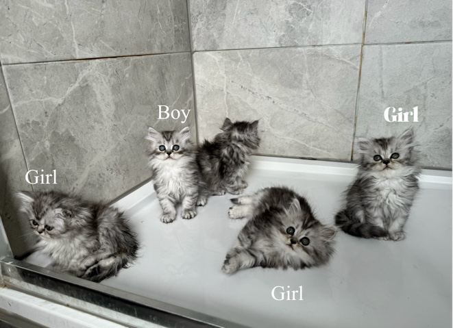 Persian (Modern) – beautiful Persian chinchilla kittens