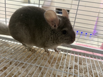 Chinchilla – male chinchilla – East Syracuse
