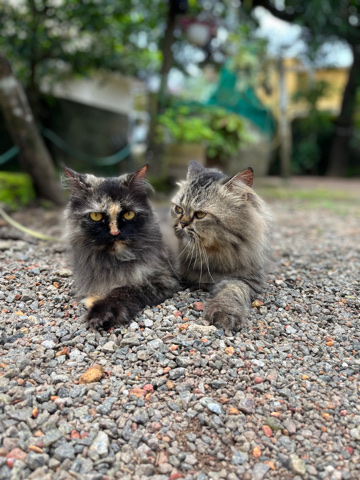 Buy Maine Coon Male and Female for sale in your area