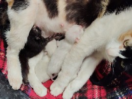 Oriental Longhair - Longhair calico kitten in golden grass Our beautif available for adoption in Málaga