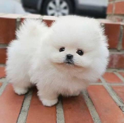 Pražský Krysařík – adorable pomeranian puppies