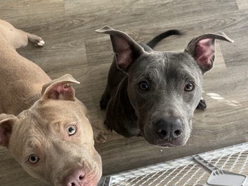 American Pit Bull Terrier – Females- 1 year American pitbulls puppies – Dallas
