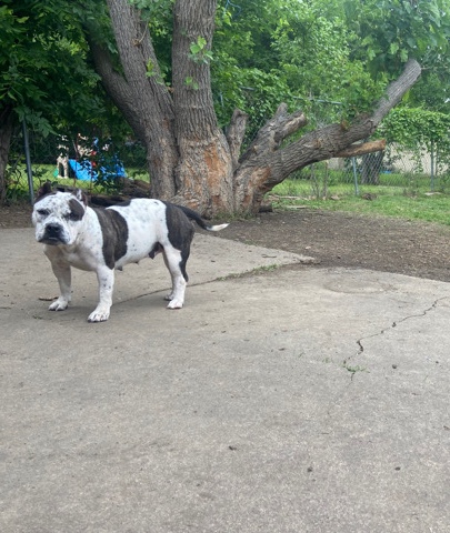 female bully