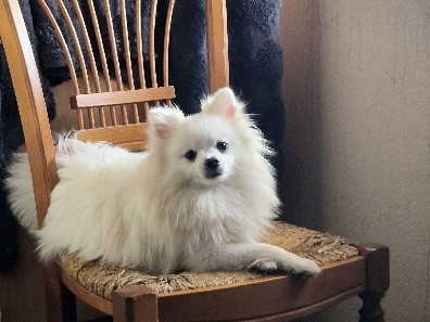 Image of Pomeranian