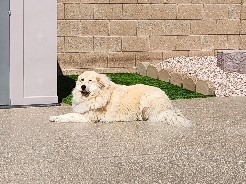 Great Pyrenees 