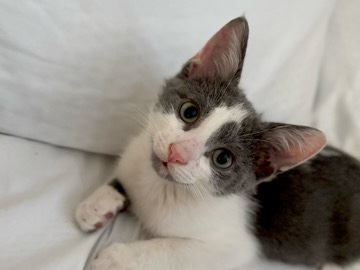 American Shorthair – Milo in need of loving home – Palm Springs