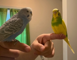 two parakeets