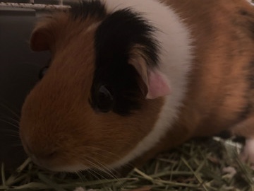  Guinea pigs
