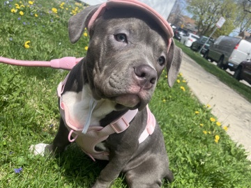 American bully puppy – Chicago