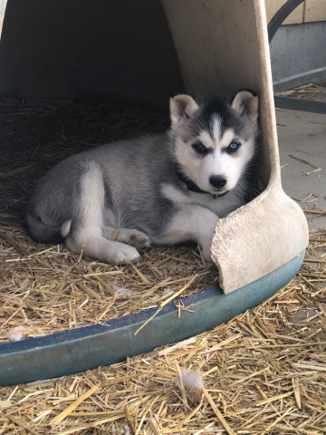 Siberian Husky – 4 husky females