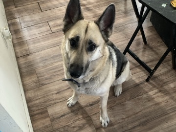 Buy East-European Shepherd Nubia in Gardena