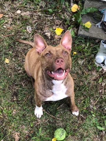 American terrier pit bull