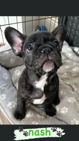 French Bulldog – ready to leave now- French bulldog pups
