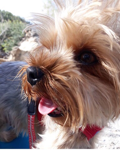 Yorkshire Terrier – I need a new home for my Yorkies serious enquiry