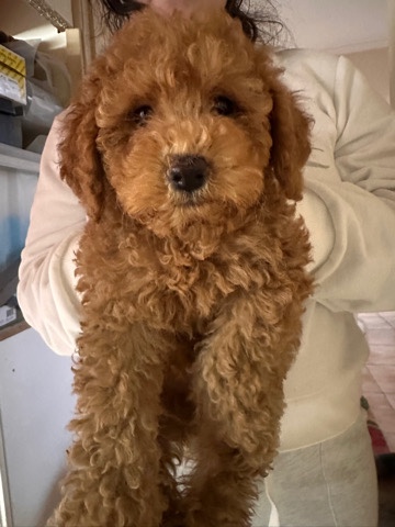 Poodle – Toy Cavoodle Puppies