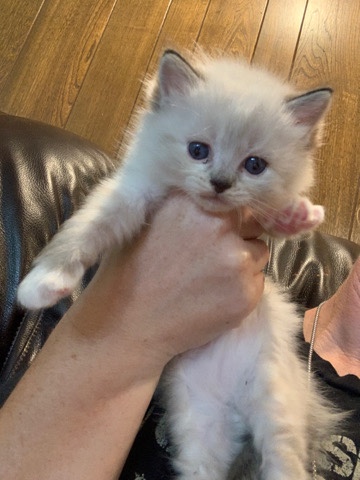 Ragdoll – Ragdoll male