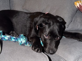 Labrador Retriever – Beautiful Female Black Labrador Puppy – Longwood