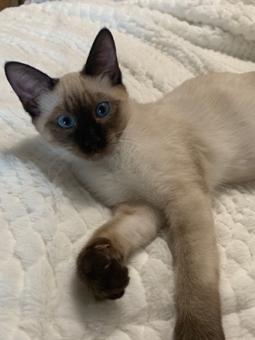 Siamese – Siamese seal point