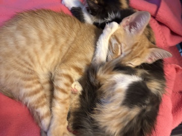 kitten