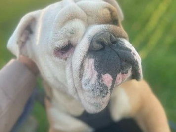 Olde English Bulldogge – English Bulldog Male