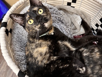 American Shorthair – Luna needs a new home! – Orlando