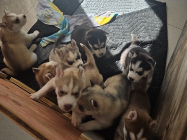 Siberian Husky – husky – Miami